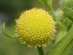 Grangea maderaspatana