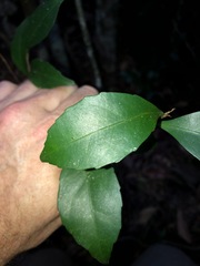 Elaeocarpus obovatus