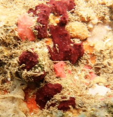 Chelonaplysilla violacea