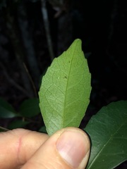 Elaeocarpus obovatus