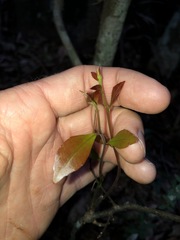 Elaeocarpus obovatus