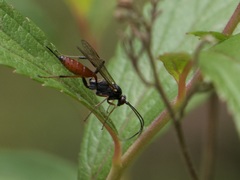 Ichneumonidae
