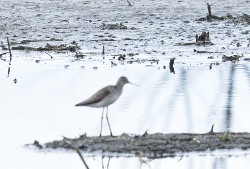 iNaturalist image