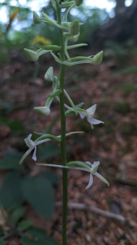 Lesser butterfly-orchid