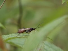 Ichneumonidae