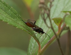 Ichneumonidae