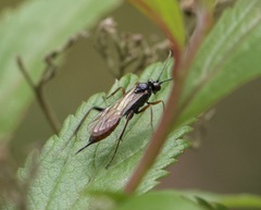 Ichneumonidae