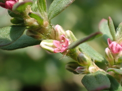 Polygonum plebeium