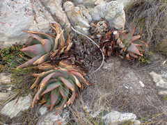 Aloe comptonii