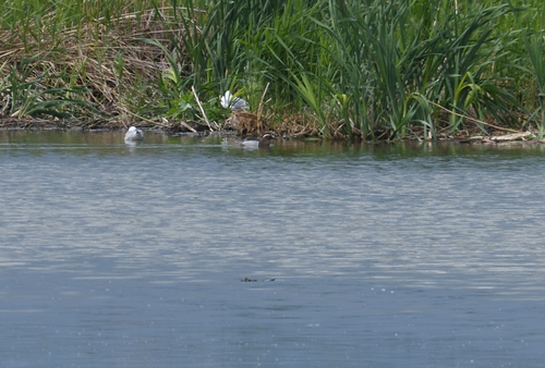 iNaturalist image