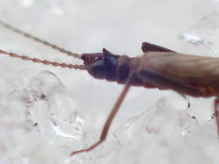 Allocapnia minima