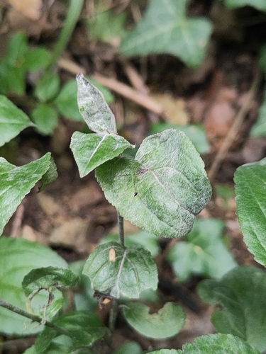 Erysiphe friesii observed 2026-06-04
