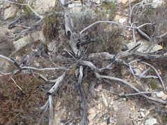 Protea holosericea