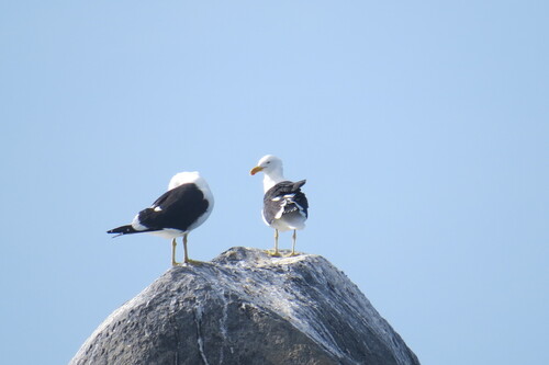 iNaturalist image