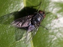 Calliphora vicina