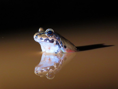 Leptodactylus knudseni