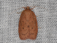 Garrha repandula