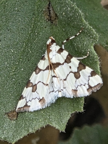 iNaturalist observation photo of Eight-barred Lygropia Moth