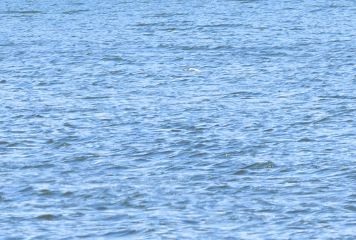 iNaturalist image