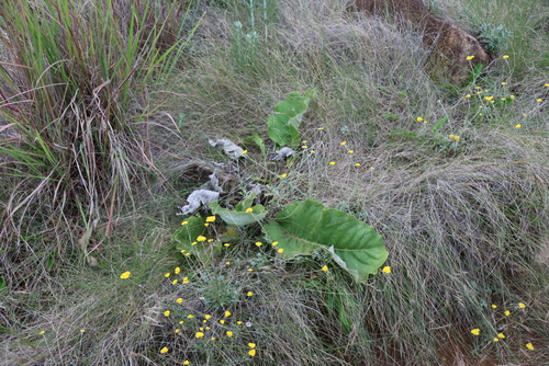 Berkheya speciosa