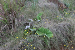 Berkheya speciosa