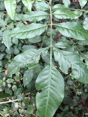 Flindersia xanthoxyla