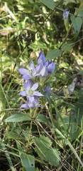 Gentianella austriaca