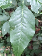 Flindersia xanthoxyla