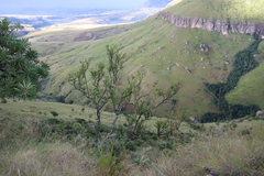 Osyris lanceolata, photograph (c) Tony Rebelo, some rights reserved (CC BY-SA)