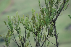 Osyris lanceolata, photograph (c) Tony Rebelo, some rights reserved (CC BY-SA)