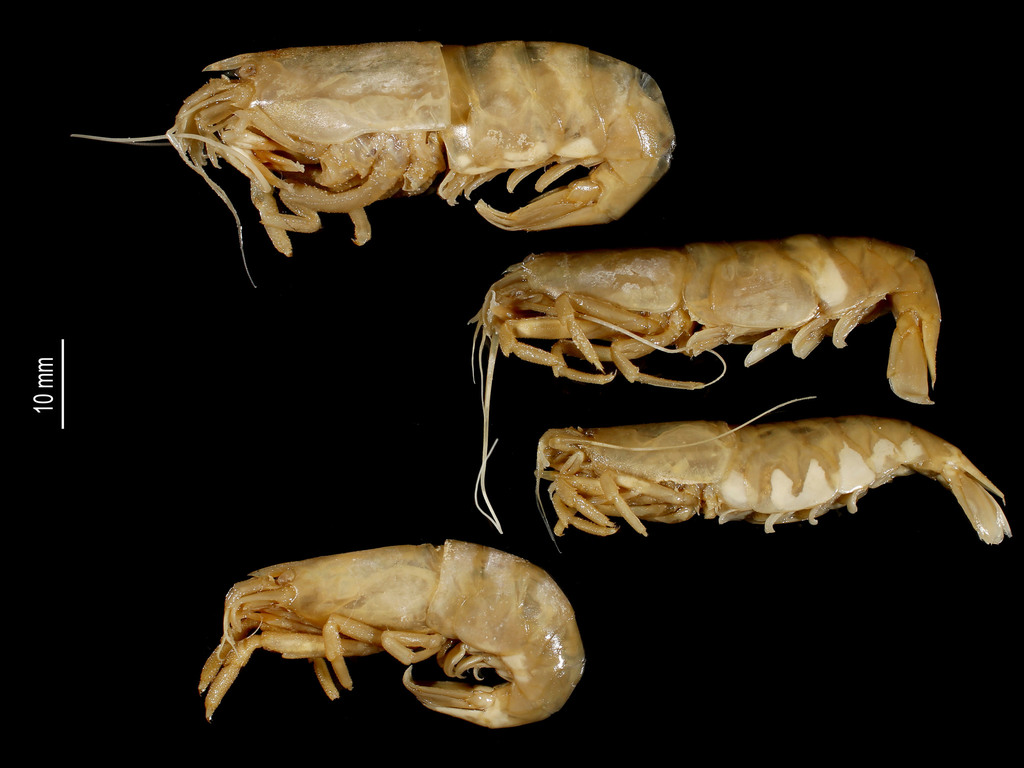 soldier brush shrimp