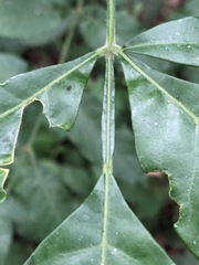 Flindersia xanthoxyla