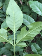 Flindersia xanthoxyla