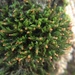 Orthotrichum rogeri - Photo (c) guidobrusa, some rights reserved (CC BY-NC), uploaded by guidobrusa
