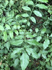 Flindersia xanthoxyla