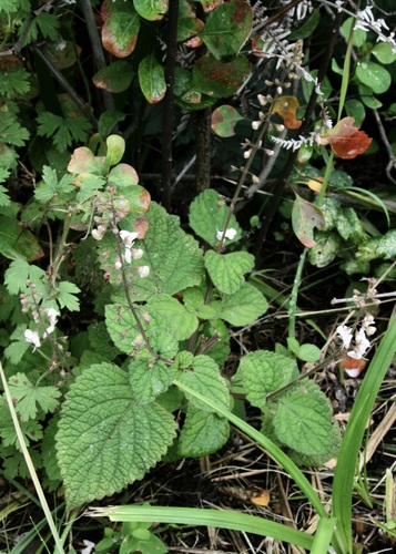 Plectranthus grallatus, photograph 2