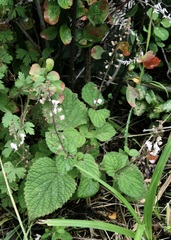 (c) Dr. Alexey Yakovlev, some rights reserved (CC BY) Plectranthus grallatus, photograph (c) Dr. Alexey Yakovlev, some rights reserved (CC BY)