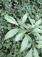Tabernaemontana pandacaqui