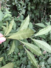 Tabernaemontana pandacaqui