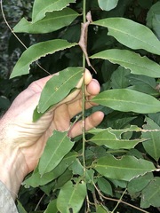 Capparis arborea