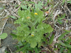 Grangea maderaspatana