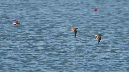 iNaturalist image