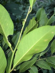 Capparis arborea