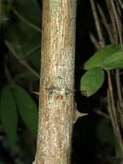 Capparis arborea