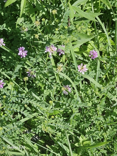 purple crownvetch