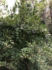 Capparis arborea
