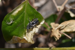 Melecta