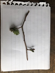 Corylus colurna