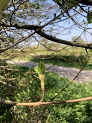 Corylus colurna