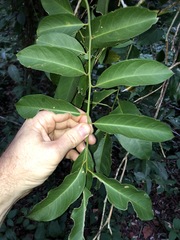 Capparis arborea